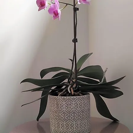 Bed and breakfast D'hotes Du Muguet Avec Sdb Privative