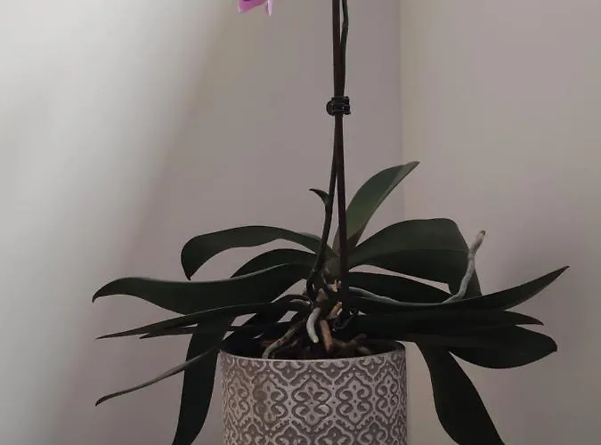 Alojamento de Acomodação e Pequeno-almoço D'hôtes Du Muguet Avec Sdb Privative